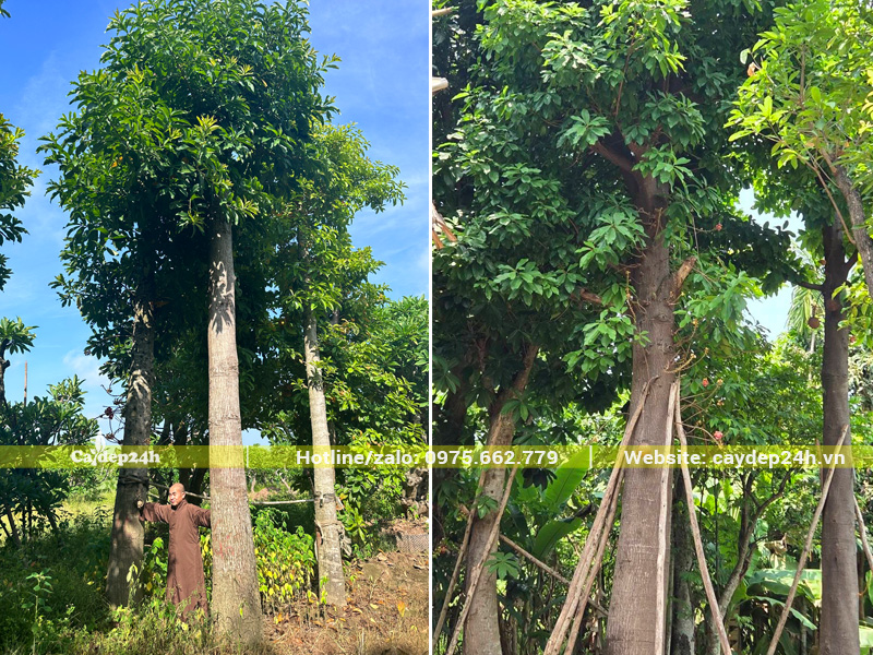 Sala cổ thụ đã dâm ủ, tán đều và đẹp