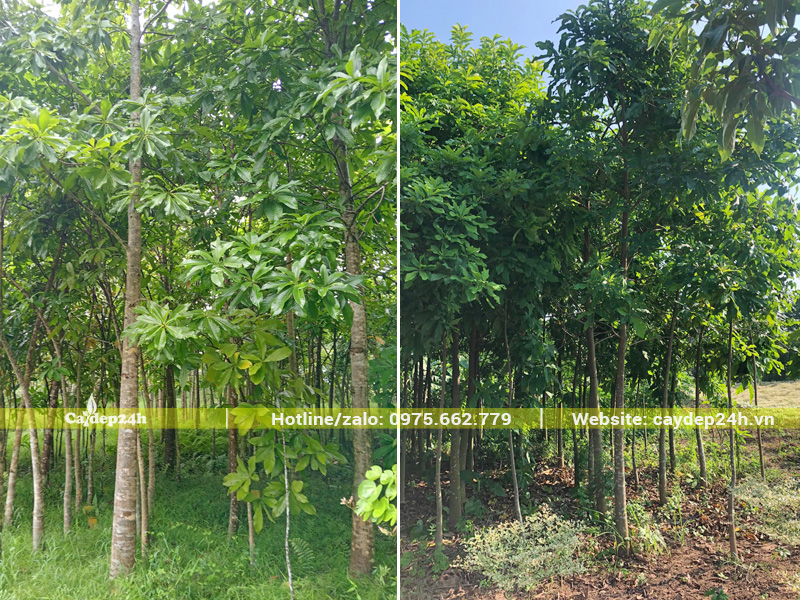 Vườn trồng số lượng lớn cây Sala công trình đánh thẳng