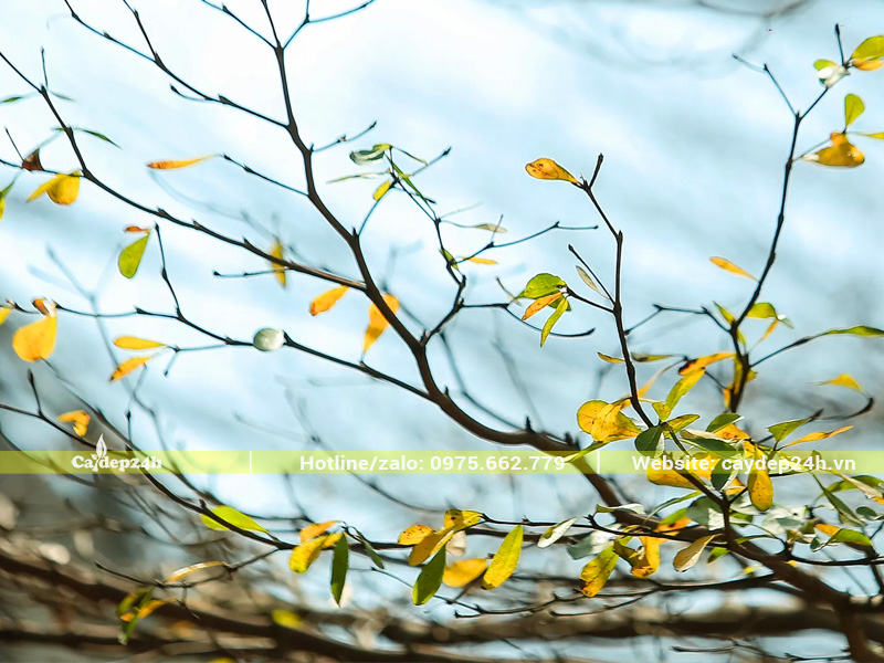 Cây bàng Đài Loan bị vàng lá, rụng lá hàng loạt