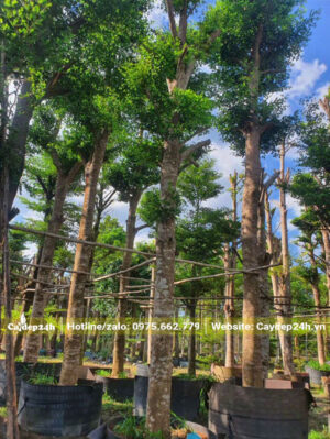 Hàng cổ thụ đường kính gốc 25cm, tay cành đẹp