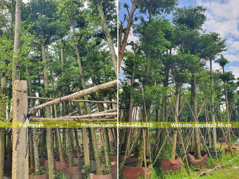Vườn dưỡng số lượng lớn cây bàng Đài Loan công trình trong bầu nổi