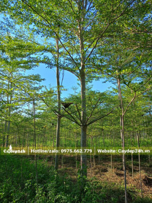 Cắt tỉa gọn tay càng cây bàng lá nhỏ trước khi bứng bầu