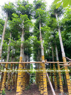 Vườn dưỡng ủ cây bàng Đài Loan thân thẳng tắp