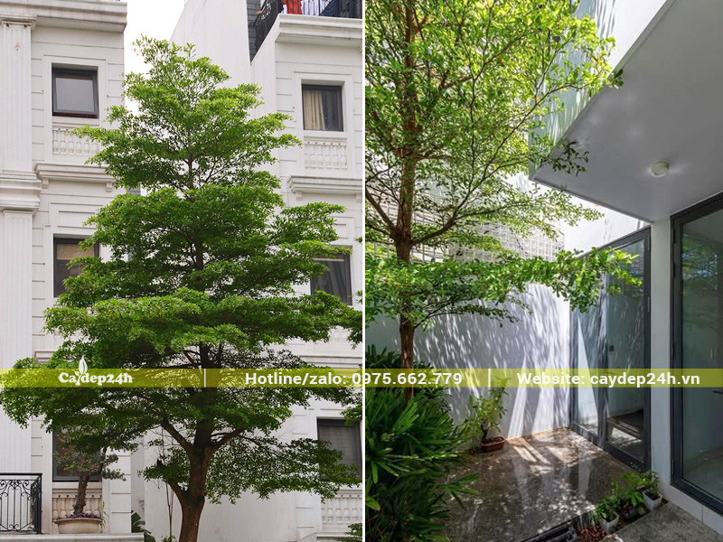 Trồng bàng Đài Loan lá nhỏ trước nhà phố và biệt thự