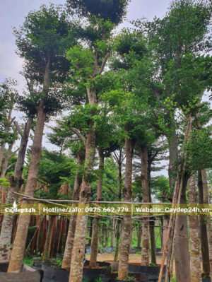 Cây công trình đã dưỡng ủ 1 năm, chiều cao 5 - 6m