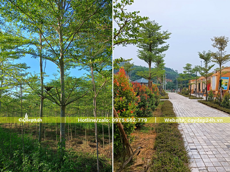 Trồng bàng Đài Loan cho sân trường học