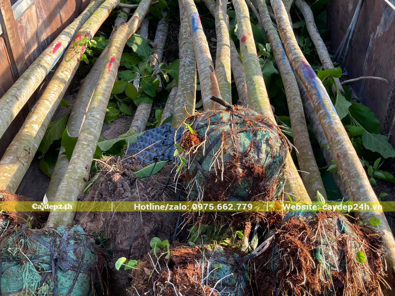 Bầu rễ cây giáng hương công trình đã dâm ủ