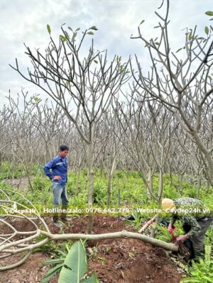 Công nhân đang bọc bầu cho cây hoa Đại mới bứng