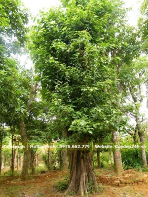 Bồ Đề vanh từ 200 - 300m, cao 3,5 - 5m