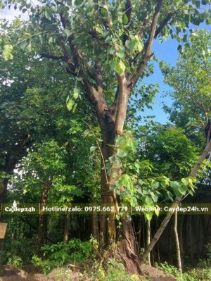 Mua bán cây Bồ Đề đánh thẳng tại TPHCM