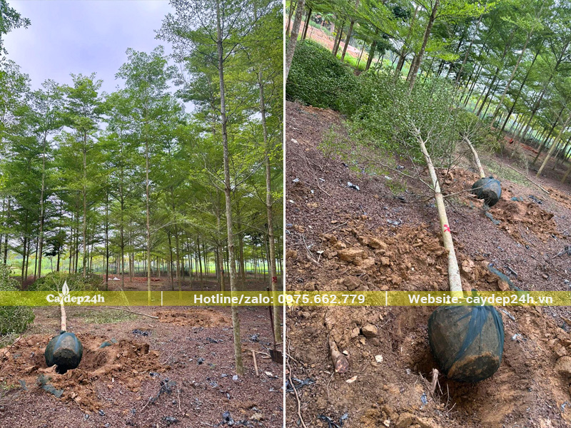 Đánh bầu và bọc lưới chắc chắn cho cây bàng Đài Loan mới bứng