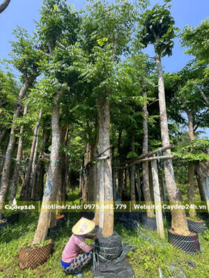 Bãi dưỡng ủ cây giáng hương lâu năm đường kính gốc khoảng 18 - 20cm, chiều cao trên 5m