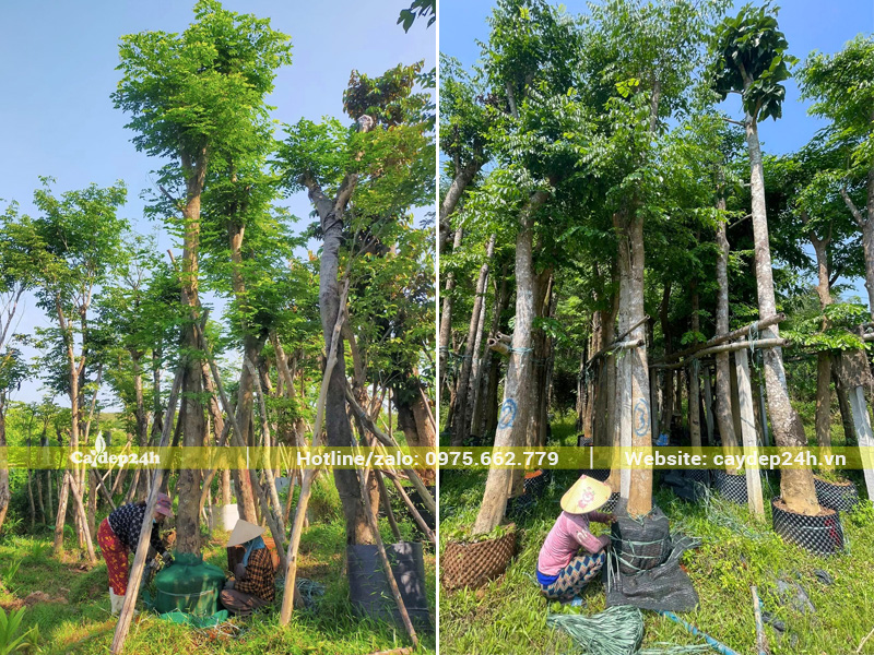 Dùng lưới lan bọc bầu đất chắc chắn cho cây trước khi di chuyển