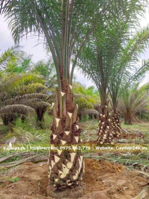 Bứng bầu hơn 100 cây Cọ Dầu giao khách hàng