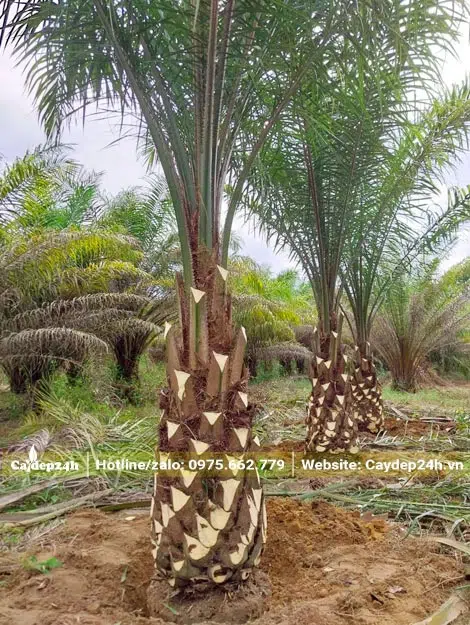 Bứng bầu hơn 100 cây Cọ Dầu giao khách hàng
