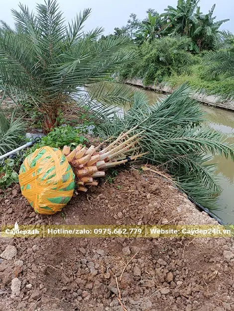 Cây bứng nóng, đã bọc bầu cẩn thận