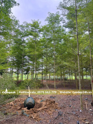 Đánh bầu cây bàng lá nhỏ Đài Loan đường kính gốc 8cm