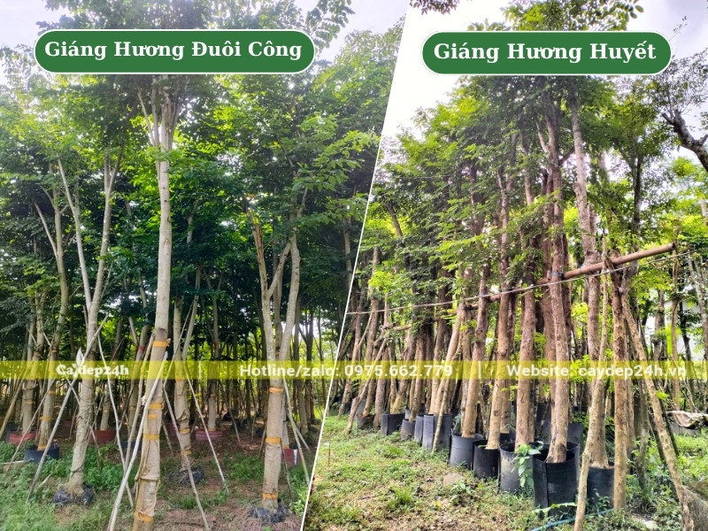 Bãi ủ quy mô lớn hàng trăm gốc cây giáng hương công trình