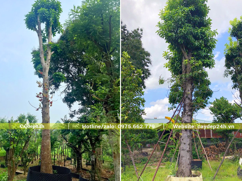 Cách chăm sóc cây Sala đại thụ ra nhiều lá xanh