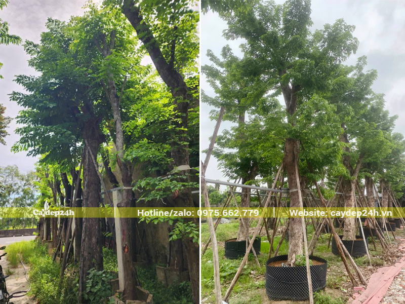 Vườn giáng hương công trình tuyển chọn ở Hưng Yên chiều cao hơn 5m