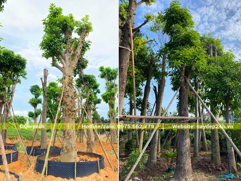 Cây Sala cổ thụ đường kính gốc 30 - 35cm đang dưỡng trong bầu quây nổi