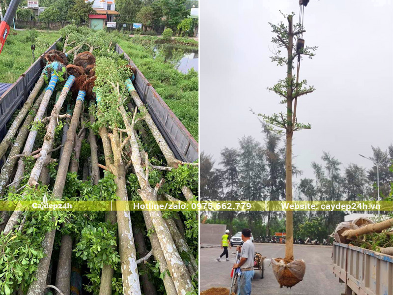 Chọn mua cây bàng Đài Loan đã dâm ủ, chiều cao 5 - 6m