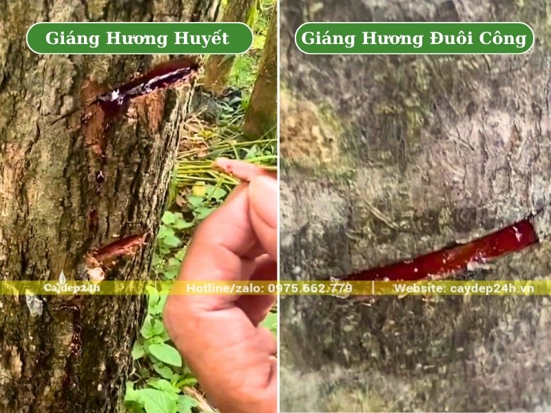Kiểm tra nhựa sống của hai loại cây giáng hương công trình