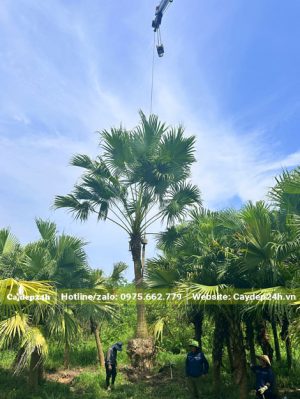 Nhấc cây cọ trơn công trình lên thùng xe