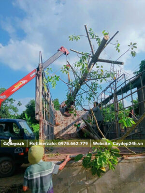 Cần cẩu đang nhấc cây gạo đỏ xếp lên thùng xe đầu kéo