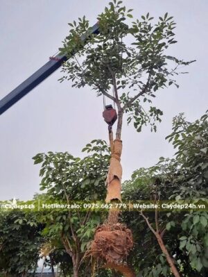 Dùng xe có cần cầu di chuyển cây Kèn Hồng công trình lên thùng xe