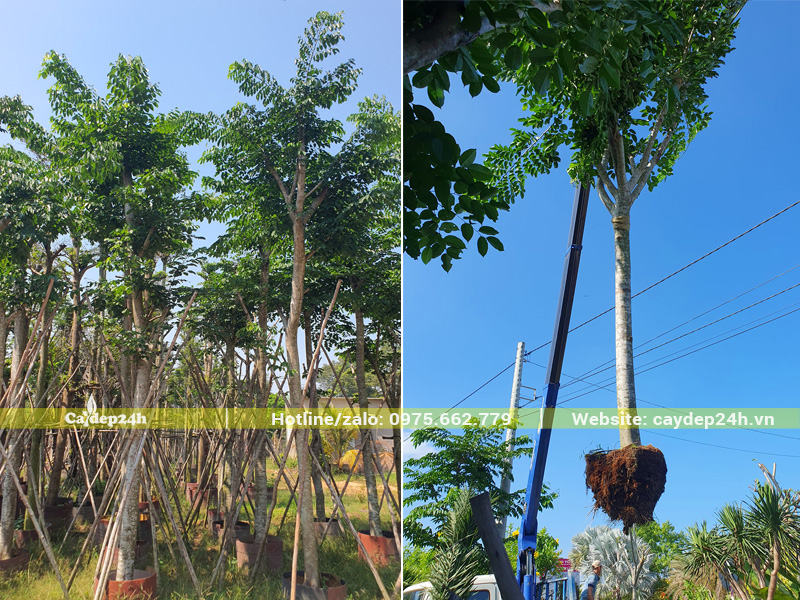 Nâng hạ cây giáng hương vào hố trồng