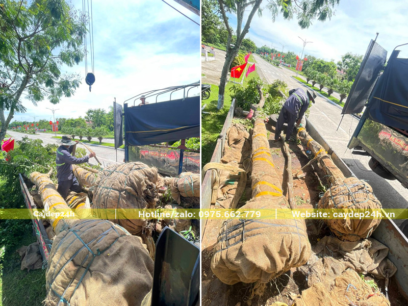 Những gốc giáng hương cổ thụ đường kính gốc trên 25cm được giao đến chân công trình