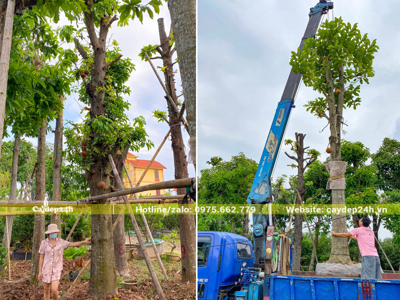 Cần cẩu tự hành 5 tấn đang nhấc đưa cây lên xe