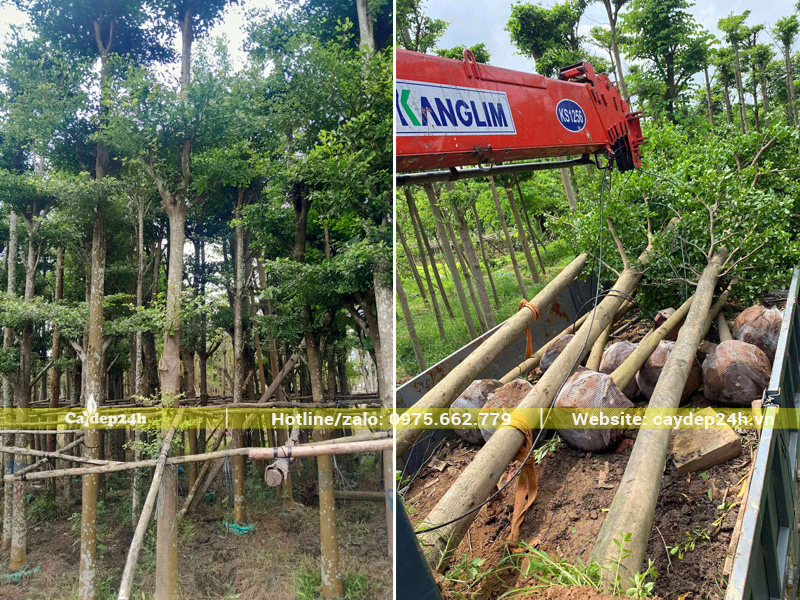 Cẩu bàng lá nhỏ Đài Loan xếp lên thùng xe cẩu tự hành