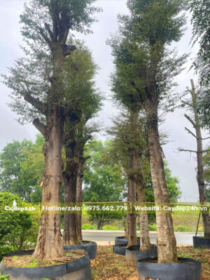 Cây bàng Đài Loan cổ thụ đường kính gốc 30cm