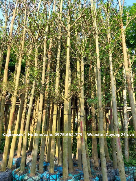 Tai cành của cây Bàng Đài Loan đa được tỉa bớt, gọn gàng nhưng tầng tán vẫn đẹp