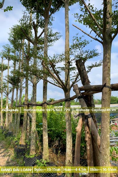 Hàng tuyển chọn, toàn những cây công trình gốc lớn