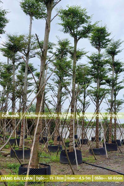 Đường kính thân 15 - 18cm, bầu đất được bọc cẩn thận,