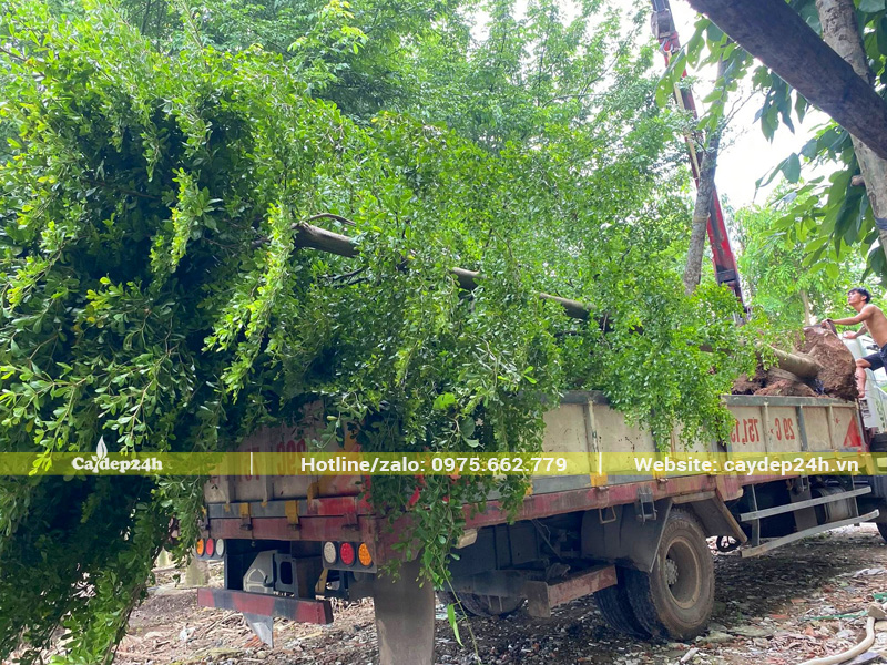 Cây bàng Đài Loan dâm ủ nguyên cành đẹp