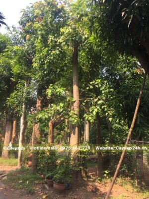 Cây Bồ Đề cao 4 - 5m, dâm ủ 6 tháng