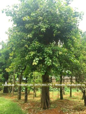 Vườn dưỡng cây Bồ Đề công trình dâm u kỹ