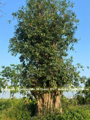 Bồ Đề gốc lớn, vanh 300, dâm ủ lâu năm