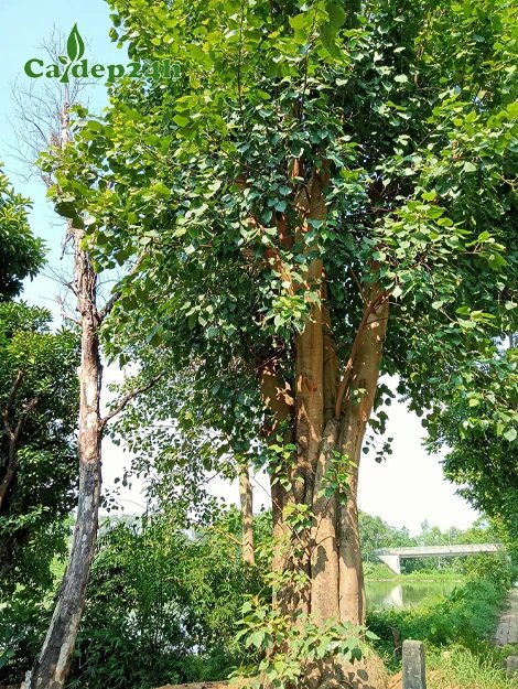 Cây Bồ Đề công trình đẹp, cao 4 - 5m