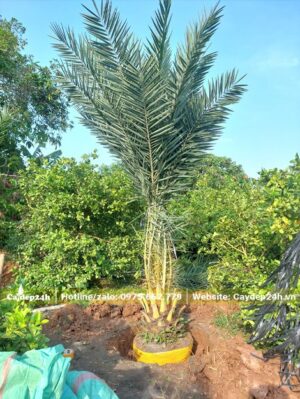 Vườn Chà Là đánh thẳng, lóng cao 1m2