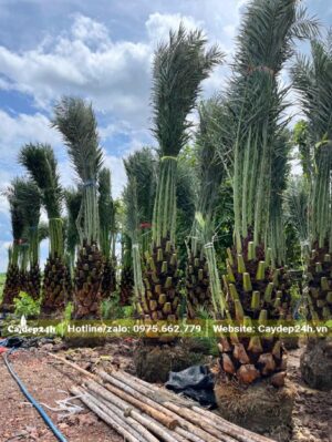 Dâm ủ nổi cây Chà Là Trung Đông lóng cao 1m2