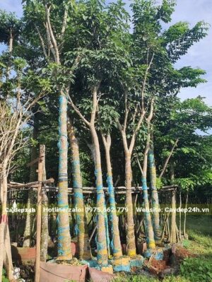 Kèn Hồng dâm ủ dựng thành hàng, buộc giàn đỡ chắc chắn