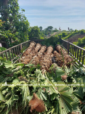 Cọ Da Trơn đánh thẳng được xếp sẵn trên thùng xe