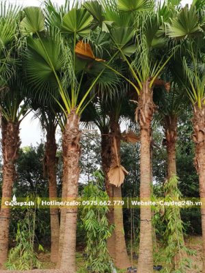 Dâm ủ hàng loạt cây cọ da trơn công trình cao 4 -5m