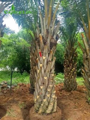 Cọ dầu công trình đang đánh bầu