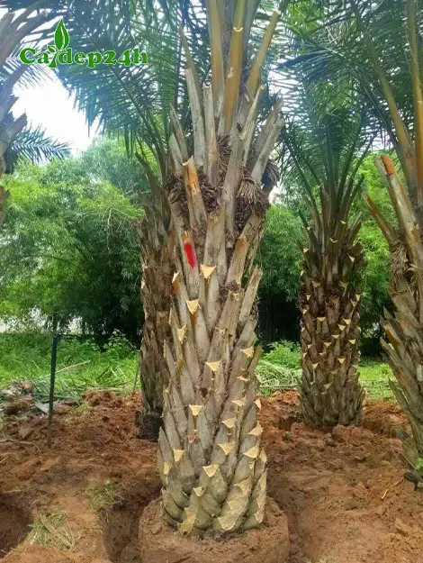 Cọ dầu công trình đang đánh bầu